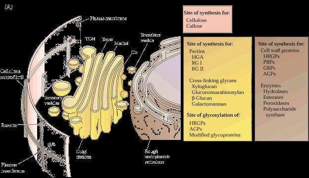 RE e Golgi sintetizzano e smistano tutto il materiale della componente di matrice della parete cellulare.