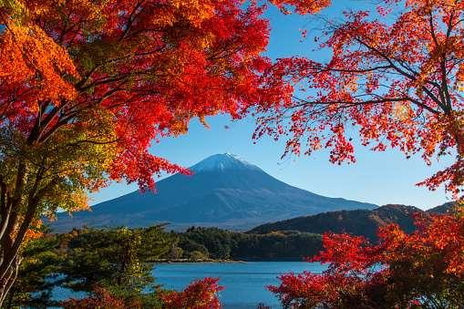 d'oriente" e presso il grande santuario Sciintoista di Meiji, dedicato all'imperatore Meiji e alla sua consorte.