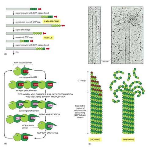 INSTABILITA DINAMICA DEI MICROTUBULI http://www.ncbi.nlm.nih.gov/books/nbk26862/?