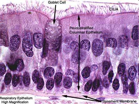 Cellule ciliate dell epitelio respiratorio