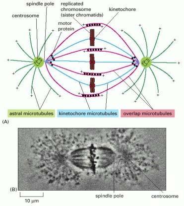 http://www.ncbi.nlm.nih.