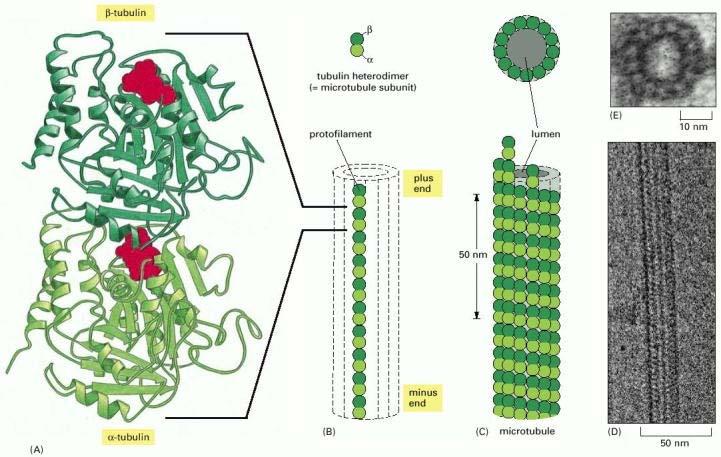 http://www.ncbi.nlm.nih.gov/books/nbk26862/figure/a2968/?