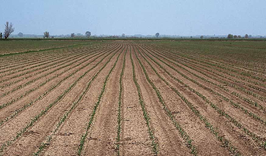 PROVE AGRONOMICHE S condizioni dei terreni; conseguentemente le operazioni di semina sono riprese verso la fine del mese di marzo, proseguendo regolarmente fino a metà aprile.