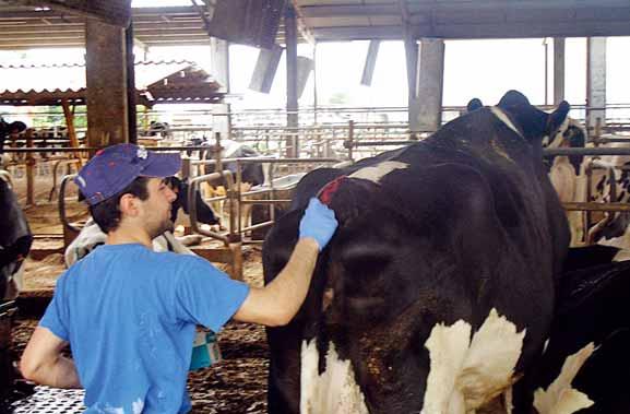 menti anche in campo sanitario, la sistemazione e il rinnovo della lettiera sono pratiche che vengono svolte più frequentemente nel corso della giornata, lo stesso vale per i capezzoli che vengono