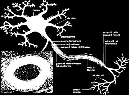 centripeta (spesso brevi e numerosi) Assoni: impulsi in direzione centrifuga (terminano ramificandosi in molti filamenti recanti all apice un bottone