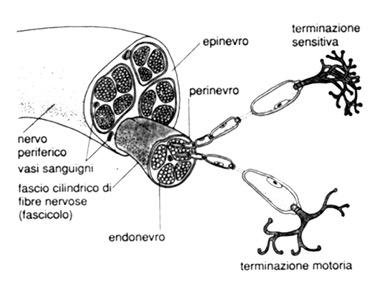 Nervi!