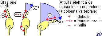 Attività dei muscoli che estendono la colonna vertebrale durante l esecuzione di una inclinazione in avanti (da Basi biomeccaniche nella  3-4 1988) Dapprima, vi è una