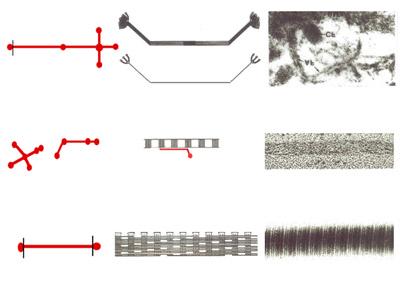 Tavola I Tipo di collagene Tipo I, II, III, V, XI Tipo XII & XIV Tipo VII Tipo IX I Collageni Polimeri schema visualizzazione al ME Collageni fibrillari: Associati ai fibrillari (FACIT) Fibrille di