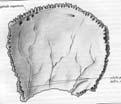 producono la matrice extracellulare OSTEOCITI: cellule