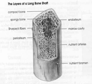 Periostio Potenzialità osteogenica cavità midollare sottile membrana esterna di tessuto connettivo molto vascolarizzata fasci collageni capillari, arteriole nervi osteoblasti all