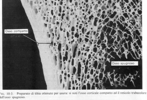 OSSO COMPATTO: massa solida continua organizzata in lamelle regolari Nelle ossa lunghe, la