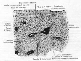 Sezione trasversale I canali di Havers contengono vasi sanguigni e linfatici,