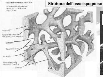 le lamelle si aggregano formando una rete tridimensionale di piccole spicole