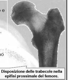 Mancano i sistemi haversiani e le cellule sono nutrite per diffusione Midollo osseo