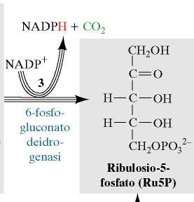 ossidazione del C-1 del G6P: formazione di