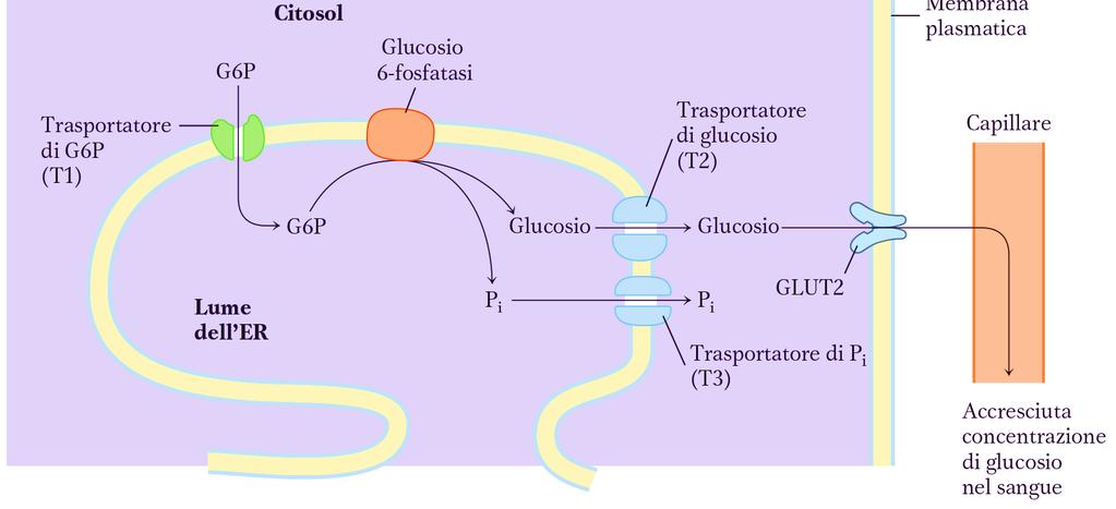 GLICOGENO EPATICO CELLULA EPATICA