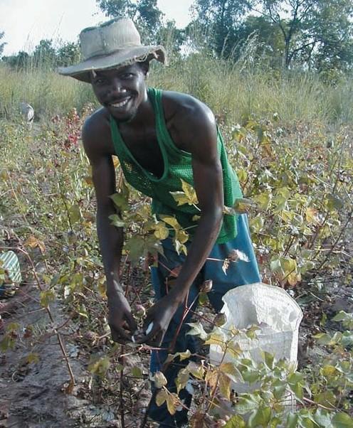 Raccolta del cotone Mali: uno dei contadini aderenti