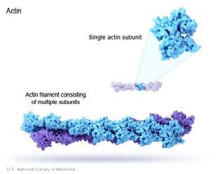 animali la loro forma caratteristica: Estensioni sottili, appuntite: MICROSPINE Lamelle: LAMELLIPODI Pieghe o infossature della membrana plasmatica, simili a