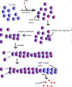 htm Corteccia cellulare 7 La struttura dell actina : Polimerizzazione http://ghr.nlm.nih.