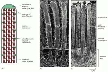 Proteine associate all actina Proteine motore