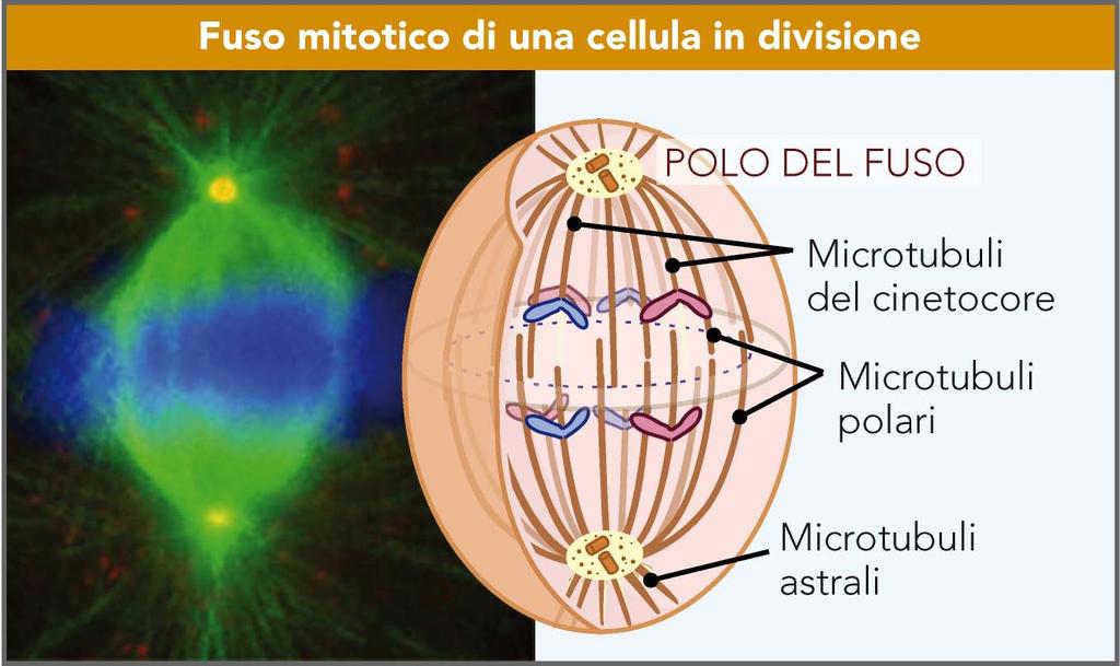 microtubuli