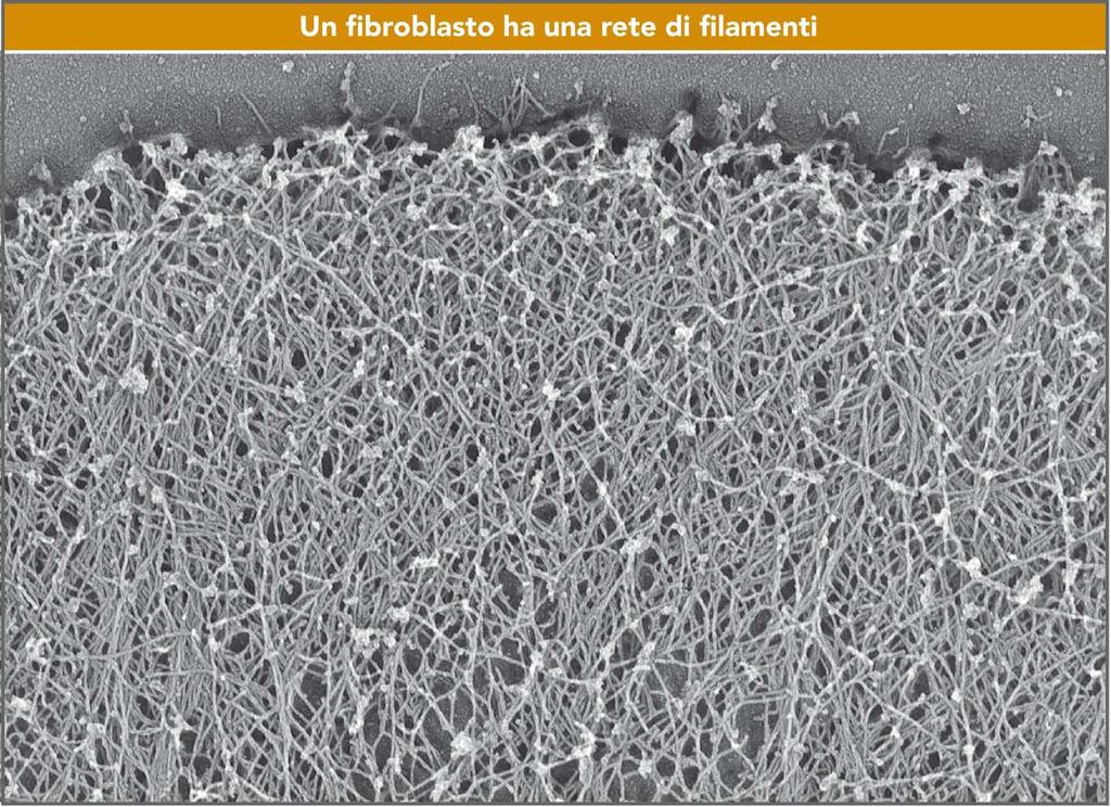 Filamenti di actina sul bordo di un