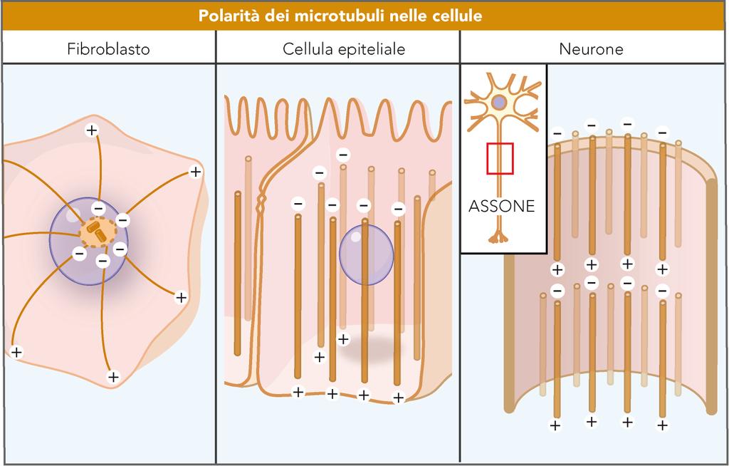 tutti i microtubuli sono disposti con le loro estremità (-) situate in prossimità del centro della cellula e le loro estremità (+) poste vicino alla periferia i microtubuli sono orientati in modo
