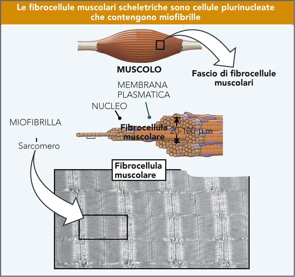 Un muscolo scheletrico consiste di fibre muscolari (cellule) che contengono miofibrille disposte