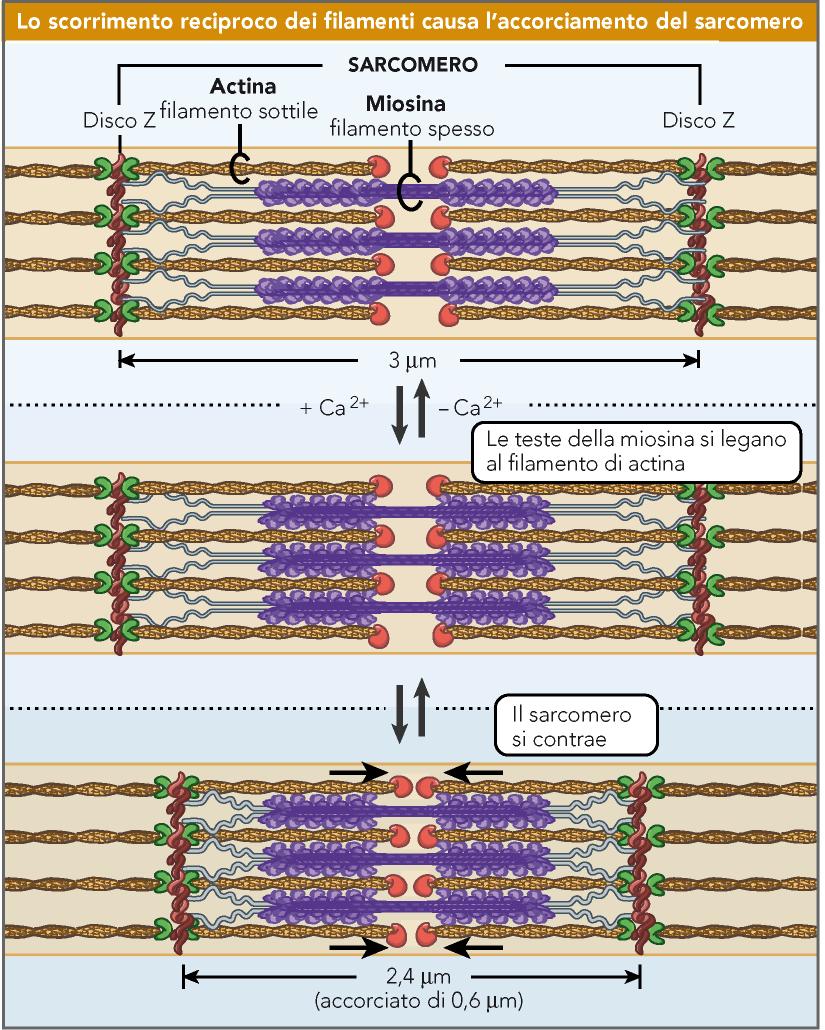 La contrazione muscolare avviene quando i filamenti spessi di miosina si attaccano ai filamenti
