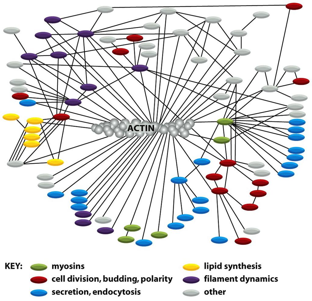 Interazioni dell actina L actina si lega ad una grande varietà di proteine accessorie in tutte le cellule eucariotiche.