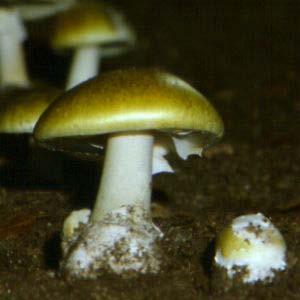 La Falloidina, tossina dell Amanita Phalloides, si lega e stabilizza i monomeri di actina causando un netto