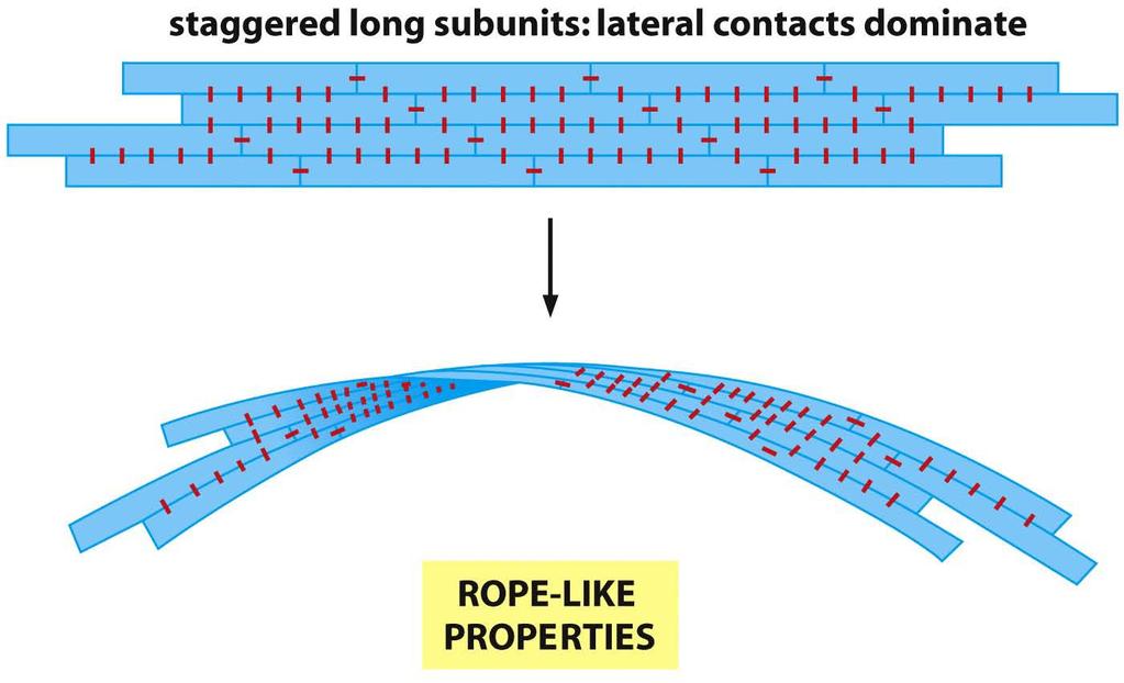 Un forte filamento formato da subunità fibrose allungate con forti contatti laterali I filamenti intermedi si formano in questo modo e sono di conseguenza