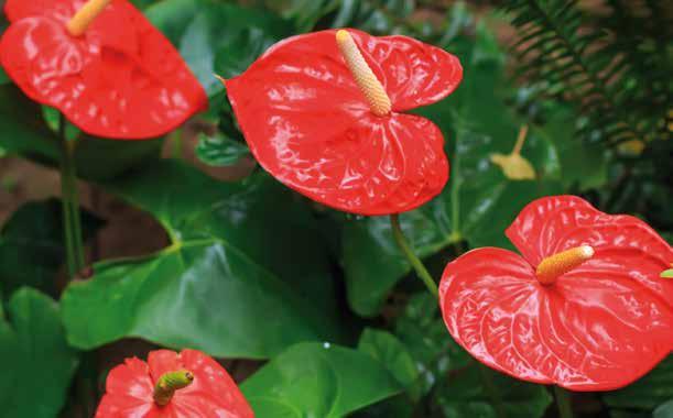 Famiglia Aracee, la stessa a cui appartengono filodendro, dieffenbachia, calle, arum, alocasia... Nome scientifico Anthurium andreanum, A. scherzerianum e altre specie.