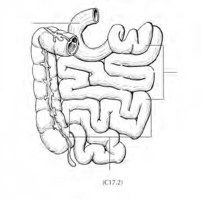 Duodeno Digiuno Ileo FIGURA 11.1. Sedi anatomiche del piccolo intestino. Digiuno e ileo.