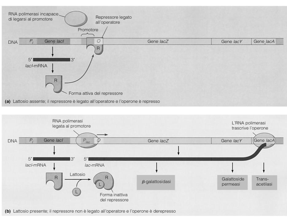 Regolazione dell operone lac L espressione genica può essere controllata