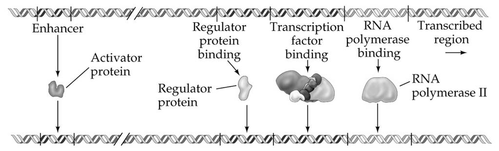 NB I fattori di trascrizione devono legarsi al promotore