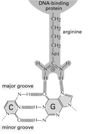interazioni con gruppo specifico di nucleotidi: Si legano al solco principale della doppia