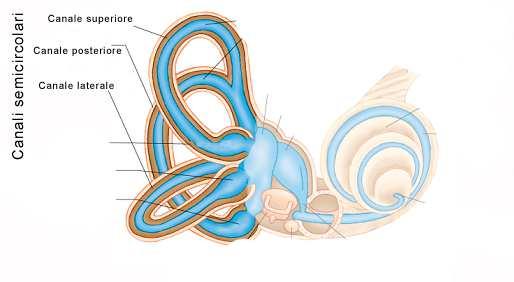 Sistema vestibolare (3) Ognuno consta di tre canali semicircolari: anteriore (superiore), posteriore, orizzontale ognuno dei quali giace su uno di un piano