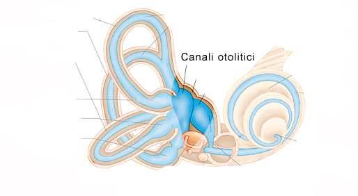 Sistema vestibolare (4) L apparato comprende anche gli
