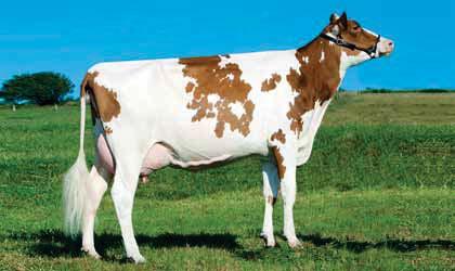 12 HOLSTEIN TALON RC ES004802503069 TEJOS HAVADU TALON ET TV TL n figlie 691 PFT 880 Latte -27 Grasso % +0,12 kg +11 Proteine % +0,07 kg +6 K Caseina AB Figlie 691 Allevamenti 379 Attendibilità 99%