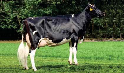 Cellule Somatiche 2,96 Longevità 1,80 Fertilità Figlie 0,40 ZANDENBURG DUPLEX WANJA Man O Man x Duplex x Jocko Besne O-Man x Aaron MAN O MAN * DUPLEX Zandenburg Duplex Wanja Wanja 115 VG 88 VG 89 2.