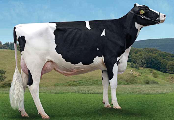 HOLSTEIN 7