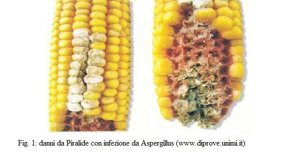 fumonisine, tricoteceni, zearalenoni e ocratossine. Le aflatossine sono prodotte dal genere Aspergillus ed in particolare da A. flavus, A. parasiticus, più raramente A.