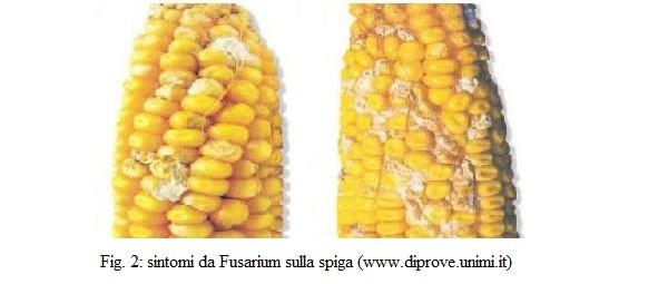 I tricoteceni e gli zearalenoni sono le principali fusariotossine riscontrare in frumento colpito da fusariosi della spiga (Fig. 3); sono prodotte da specie di Fusarium, in particolare da F.