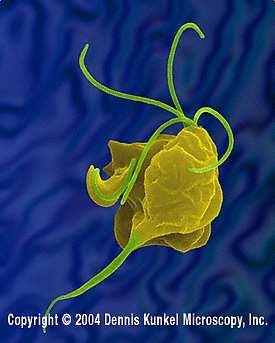 Non forma cisti trasmissione diretta Riproduzione asessuata (fissione binaria) Tipo cellulare primitivo assenza di mitocondri o