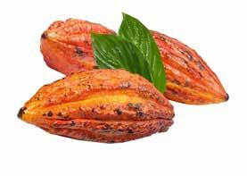 Colore tipico del cacao Forastero CACAO MONORIGINE COLOMBIA CACAO MONORIGINE SANTO DOMINGO L aroma e il