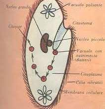 Aperture specializzate per l assunzione di materiale nutritivo La maggior parte dei protozoi parassiti sono anaerobi facoltativi, eterotrofi, e devono assimilare nutrienti organici.