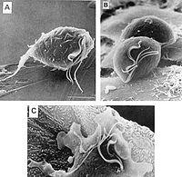 Strutture di adesione all ospite Assostilo:presente solo in alcuni protozoi, è una coda uncinata, presente sul lato opposto rispetto a quello dei flagelli, che si pensa sia