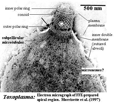(Es Trichomonas vaginalis) Complesso apicale: Complesso di organelli filamentosi, tubulari, disposto ad anello nell'estremità apicale, visibile solo col microscopio