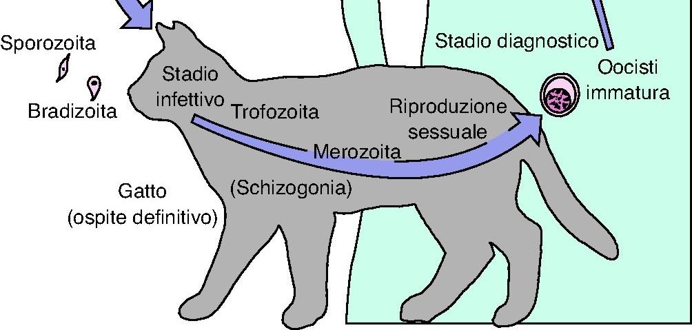 forma a lenta replicazione e più corte, definite